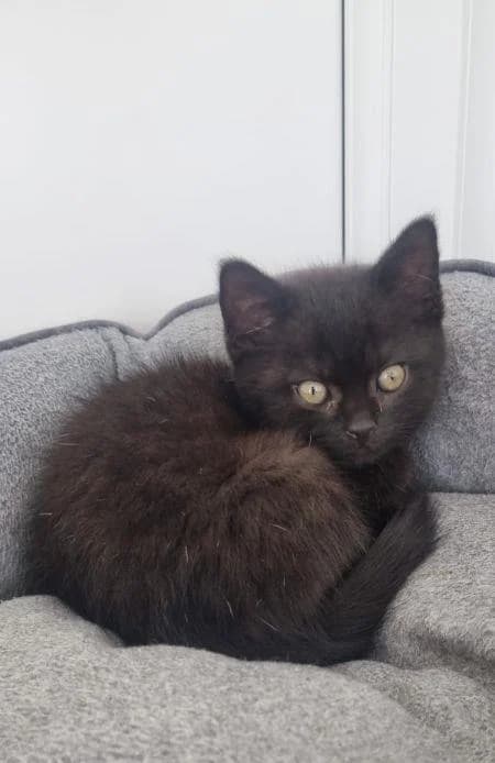 Mars, male puppy Mixed Breed Cat for adoption at National Animal Welfare Trust, Watford