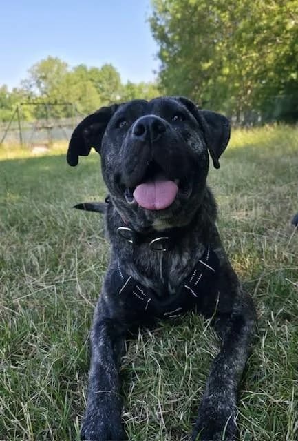 Nova, female young Mastiff for adoption at National Animal Welfare Trust, Watford