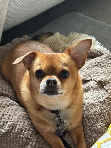 Archie, male 7yo Chihuahua for adoption at National Animal Welfare Trust, Watford
