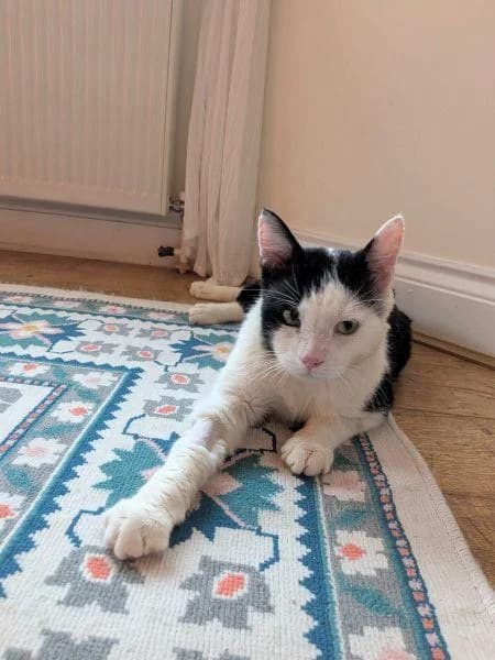 Arthur, male 4yo Mixed Breed Cat for adoption at National Animal Welfare Trust, Watford