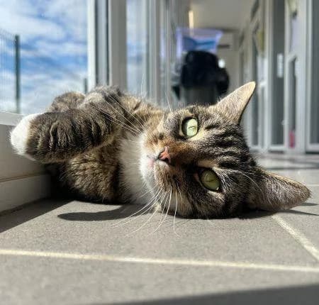Bunny, female 5yo Mixed Breed Cat for adoption at National Animal Welfare Trust, Watford