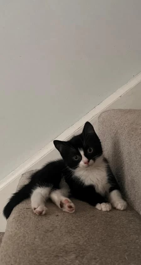 Bubbles (& Buttercup),  puppy Mixed Breed Cat for adoption at National Animal Welfare Trust, Watford