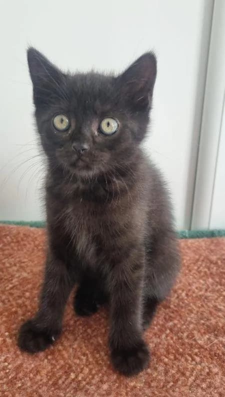 Luna, female puppy Mixed Breed Cat for adoption at National Animal Welfare Trust, Watford