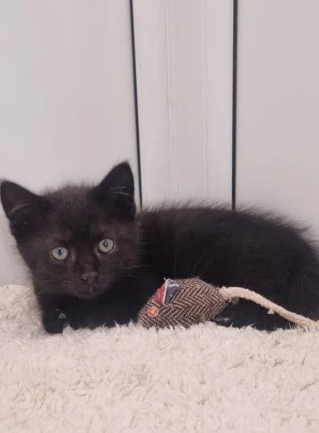 Moon, female puppy Mixed Breed Cat for adoption at National Animal Welfare Trust, Watford