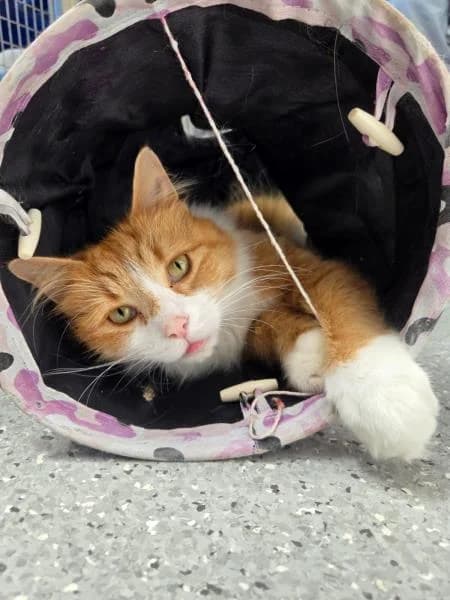 Sunny, male 5yo mixed breed for adoption at National Animal Welfare Trust, Watford