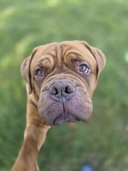 Jeremy,  5yo mixed breed for adoption at National Animal Welfare Trust, Watford