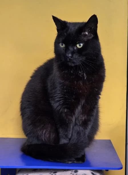 Milo, male senior Mixed Breed Cat for adoption at National Animal Welfare Trust, Watford