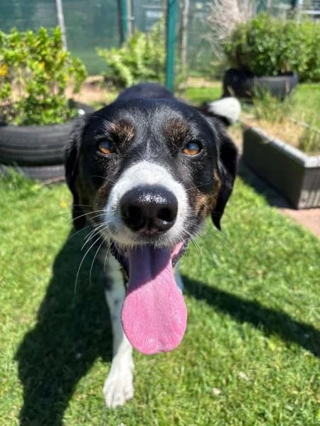 Freddie, male 5yo Collie for adoption at National Animal Welfare Trust, Watford