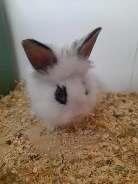 Marshmallow, male puppy Mixed Breed for adoption at National Animal Welfare Trust, Watford
