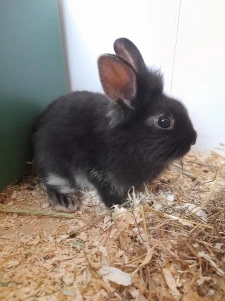 Fudge, female puppy Mixed Breed for adoption at National Animal Welfare Trust, Watford