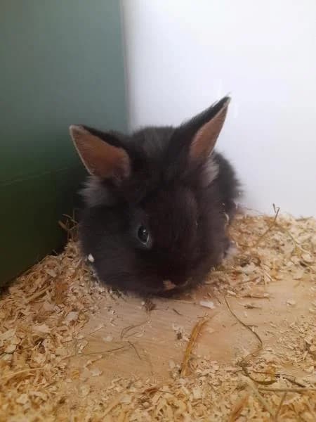 Biscuit, female puppy Mixed Breed for adoption at National Animal Welfare Trust, Watford