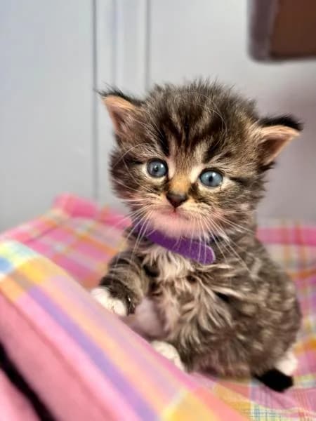 Keira, female puppy Mixed Breed Cat for adoption at National Animal Welfare Trust, Watford