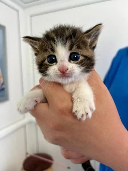 Declan, male puppy Mixed Breed Cat for adoption at National Animal Welfare Trust, Watford