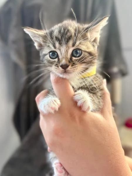 Georgia,  puppy Mixed Breed Cat for adoption at National Animal Welfare Trust, Watford
