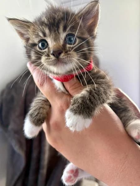 Harry, male puppy Mixed Breed Cat for adoption at National Animal Welfare Trust, Watford