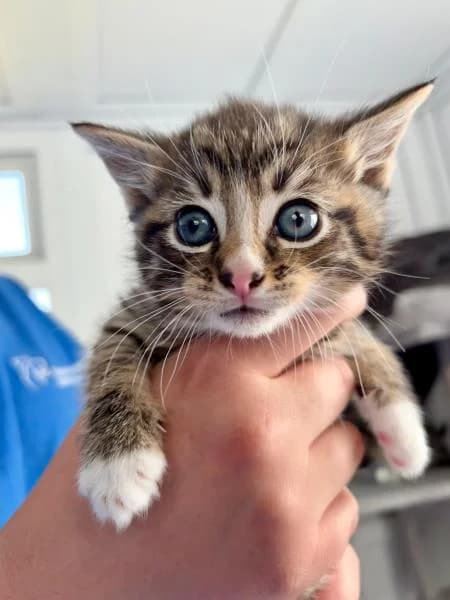 Jude, male puppy Mixed Breed Cat for adoption at National Animal Welfare Trust, Watford