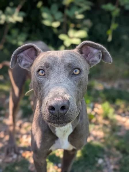Flynn, male 3yo Lurcher for adoption at National Animal Welfare Trust, Watford