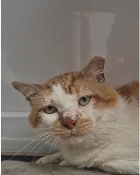 Buddy, male young Mixed Breed Cat for adoption at National Animal Welfare Trust, Watford