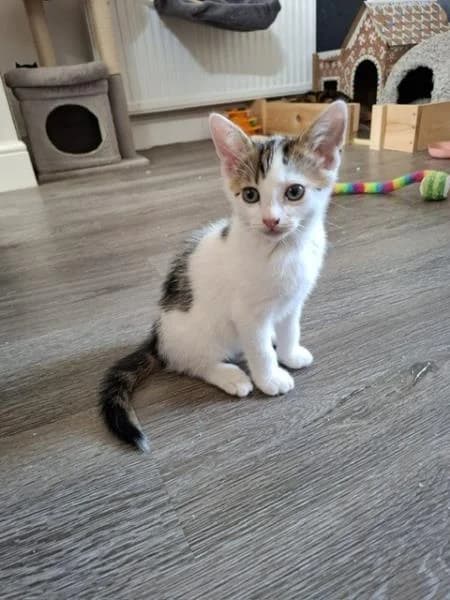 Cannoli (& Biscotti),  puppy Mixed Breed for adoption at National Animal Welfare Trust, Watford