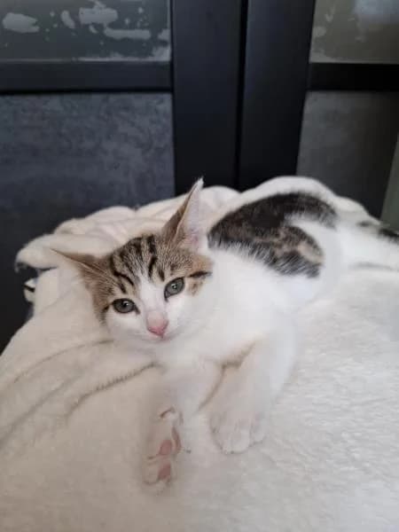 Gelato (& Tiramisu),  puppy Mixed Breed Cat for adoption at National Animal Welfare Trust, Watford
