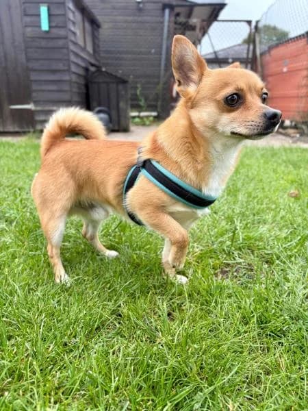Milo, male 3yo Chihuahua for adoption at National Animal Welfare Trust, Watford