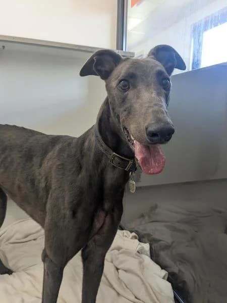 Luke Skywalker, male 3yo Greyhound for adoption at National Animal Welfare Trust, Watford