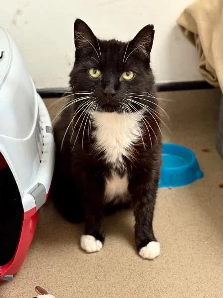 Sox,  senior Mixed Breed Cat for adoption at National Animal Welfare Trust, Watford