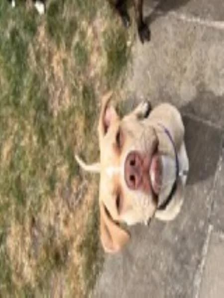 Honey, female young Staffordshire Bull Terrier for adoption at National Animal Welfare Trust, Watford