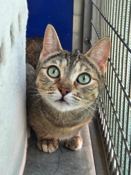 Meatball, female young Mixed Breed Cat for adoption at National Animal Welfare Trust, Watford