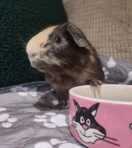 Norman, male puppy Guinea Pig for adoption at National Animal Welfare Trust, Watford