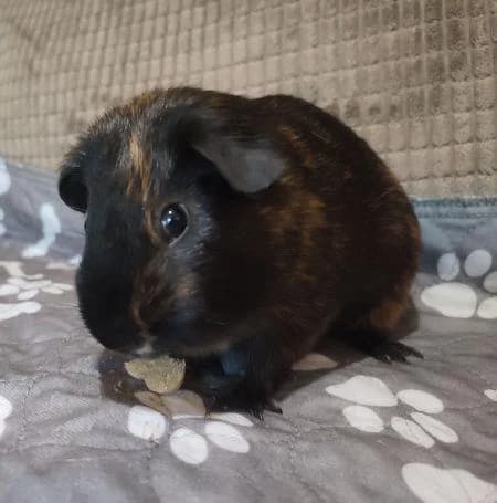 Bertie, male puppy Mixed Breed for adoption at National Animal Welfare Trust, Watford