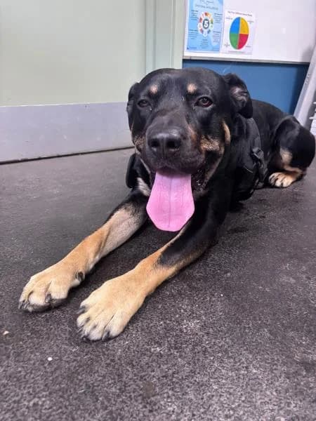 Champ, male young Mixed Breed for adoption at National Animal Welfare Trust, Watford