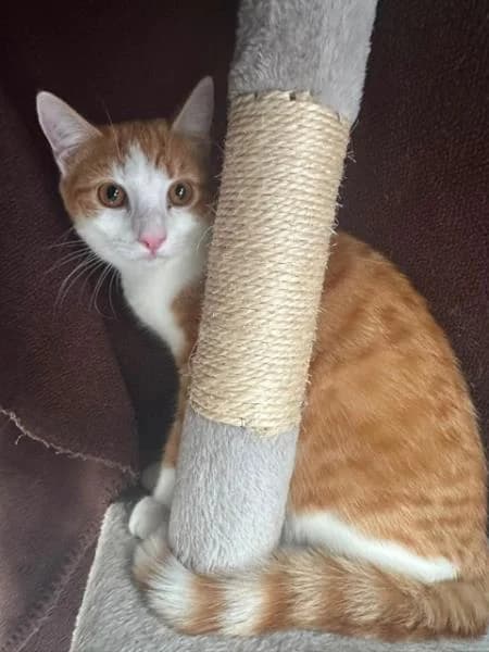 Tia (and Maria), female puppy Mixed Breed Cat for adoption at National Animal Welfare Trust, Watford