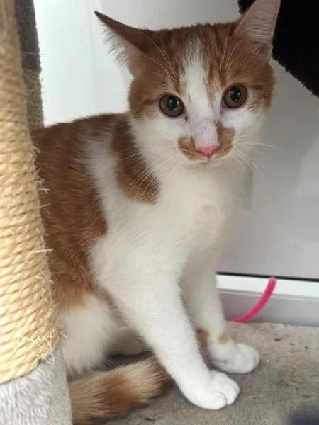 Maria (and Tia), female puppy Mixed Breed Cat for adoption at National Animal Welfare Trust, Watford