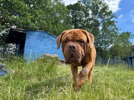Jeremy,  5yo mixed breed for adoption at National Animal Welfare Trust, Watford