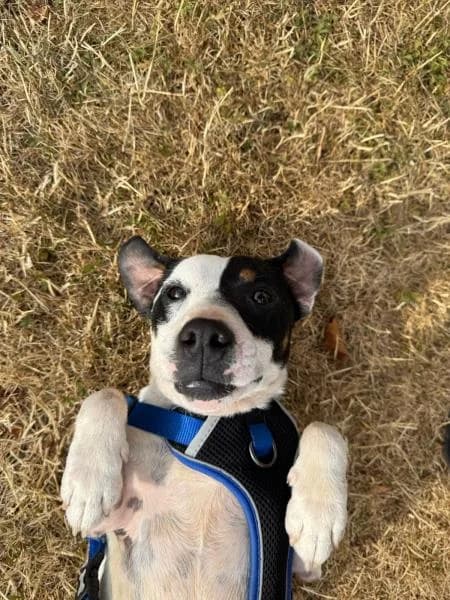 Casper, male 3yo Jack Russell Terrier for adoption at National Animal Welfare Trust, Watford