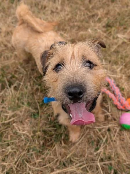 Gus,  puppy mixed breed for adoption at National Animal Welfare Trust, Watford