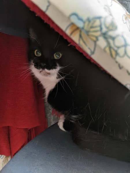 Hobbes, male 6yo Mixed Breed Cat for adoption at National Animal Welfare Trust, Watford