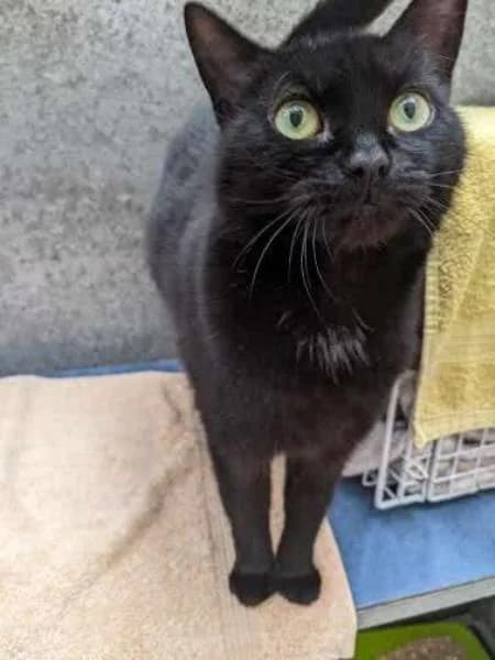Bobbie, female 5yo Mixed Breed Cat for adoption at National Animal Welfare Trust, Watford
