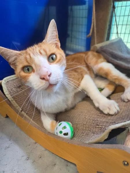 Morris, male senior Mixed Breed Cat for adoption at National Animal Welfare Trust, Watford