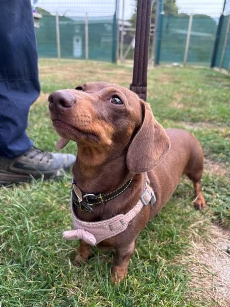 Hershey, female young mixed breed for adoption at National Animal Welfare Trust, Watford
