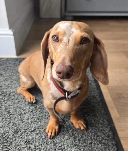Rolo, male young mixed breed for adoption at National Animal Welfare Trust, Watford