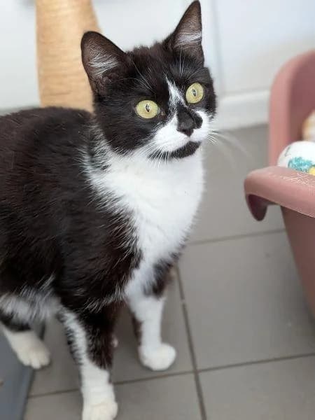Mai, female young Mixed Breed Cat for adoption at National Animal Welfare Trust, Watford