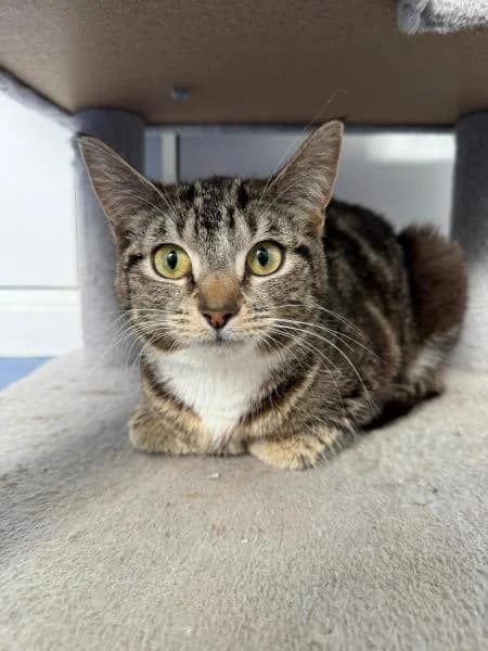 Josie, female young Mixed Breed Cat for adoption at National Animal Welfare Trust, Watford
