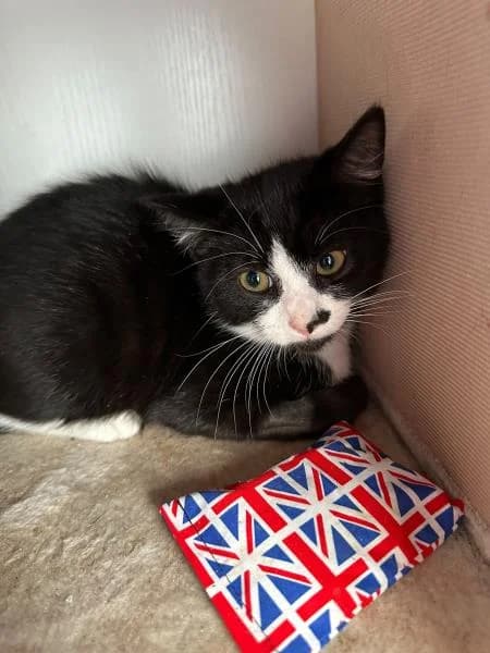 Smudge, male puppy Mixed Breed Cat for adoption at National Animal Welfare Trust, Watford