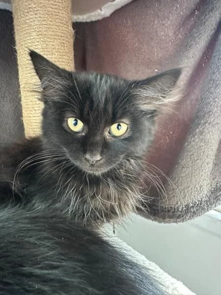 Smokey, male puppy Mixed Breed Cat for adoption at National Animal Welfare Trust, Watford