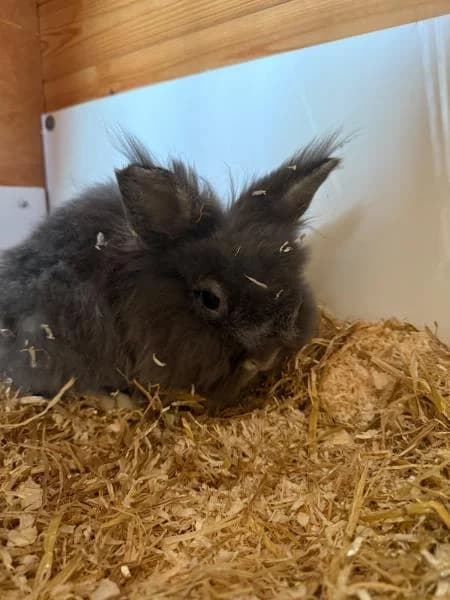 Winston (& Columbus), male 7yo mixed breed for adoption at National Animal Welfare Trust, Watford