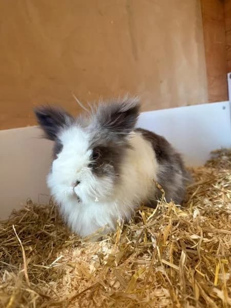 Columbus (& Winston), male senior mixed breed for adoption at National Animal Welfare Trust, Watford