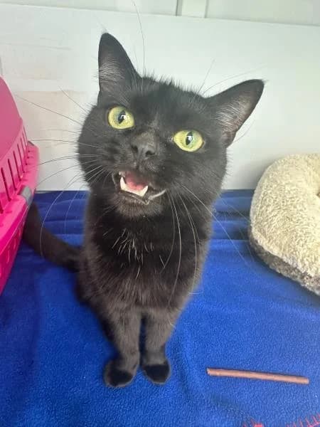 Kitty, female young mixed breed for adoption at National Animal Welfare Trust, Watford