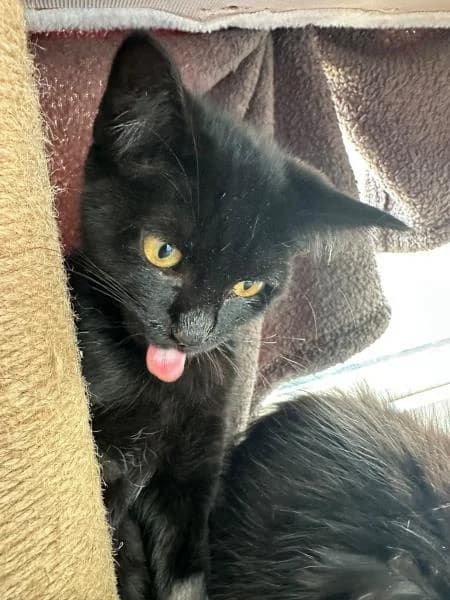 Storm, male puppy Mixed Breed Cat for adoption at National Animal Welfare Trust, Watford